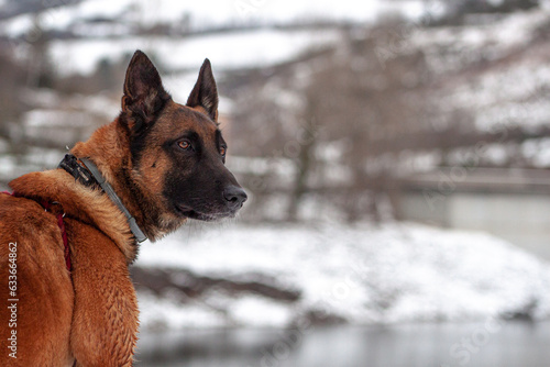 Un malinois dans la neige © Anthony