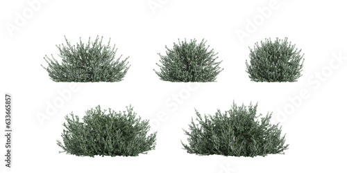 Bild auf Leinwand Collection of Westringia fruticosa,Grey box on isolated transparent background