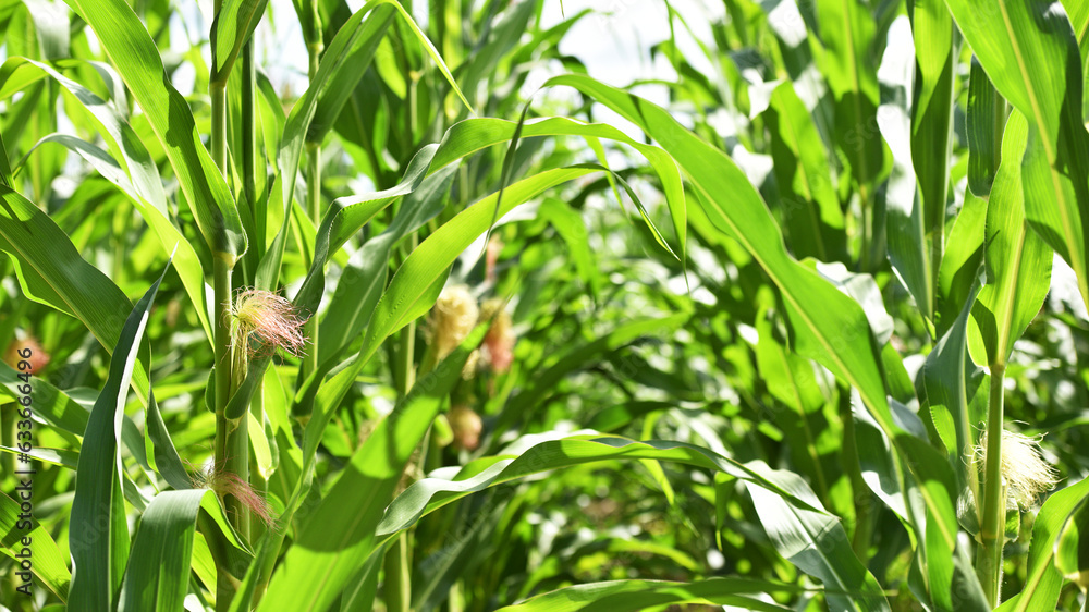 ears of corn and green leaves on a field background close-up. Corn farm. A selective focus picture of corn cob in organic corn field. concept of good harvest, agricultural ears of corn and green leaves on a field background close-up. Corn farm. A selective focus picture of corn cob in organic corn field. concept of good harvest, agricultural