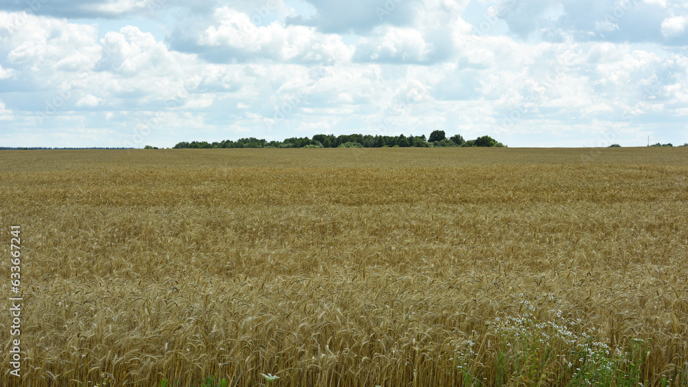 spikelets of golden wheat in the field. Ripe big golden ears of wheat on a yellow background of the field. nature. The idea of a rich summer harvest, agriculture, agro-industrial complex for food. spikelets of golden wheat in the field. Ripe big golden ears of wheat on a yellow background of the field. nature. The idea of a rich summer harvest, agriculture, agro-industrial complex for food.