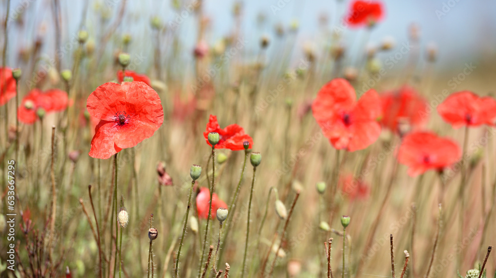 red poppies, delicate flowers, spring or summer landscape. poppies in green grass in a field under the sun. beautiful view, natural background. wild flowers. soft focus, close-up red poppies, delicate flowers, spring or summer landscape. poppies in green grass in a field under the sun. beautiful view, natural background. wild flowers. soft focus, close-up