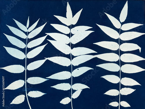 Cyanotype blue print