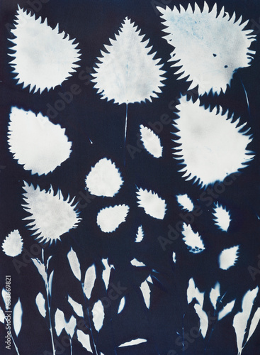 Cyanotype blue print
