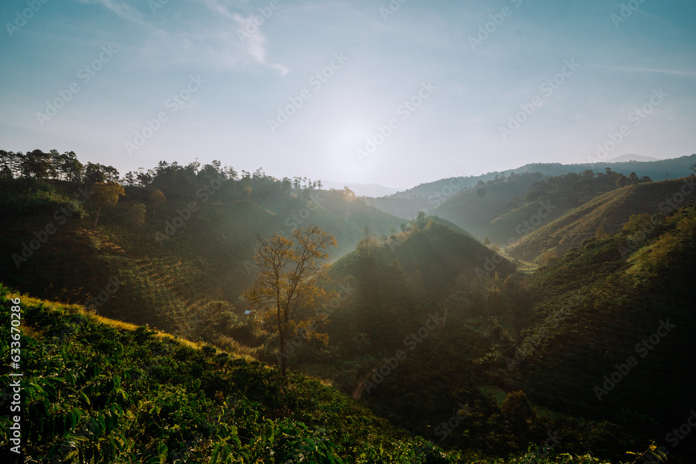 Obraz premium Beautiful scenery in Vietnam, a hill growing coffee in the early drew