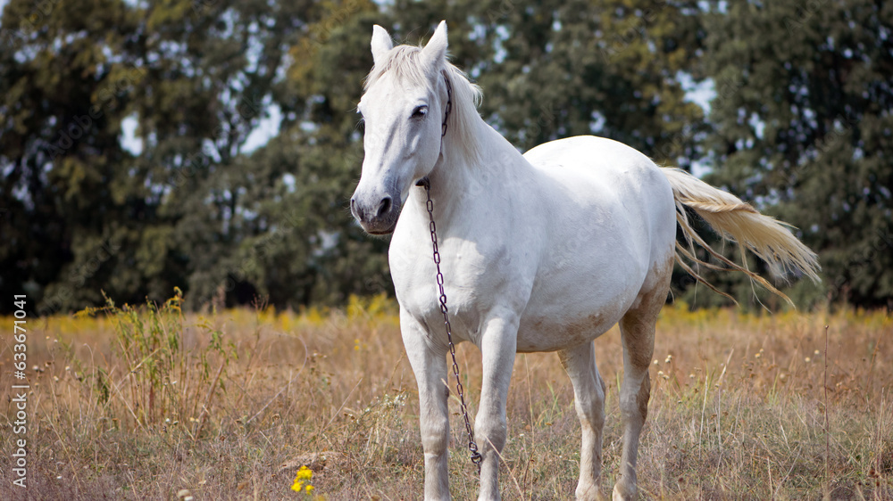 beautiful white horse on dry grass in the field. Arabian horse, white horse stands in an agriculture field with dry grass in sunny weather. strong, hardy and fast animal. beautiful white horse on dry grass in the field. Arabian horse, white horse stands in an agriculture field with dry grass in sunny weather. strong, hardy and fast animal.