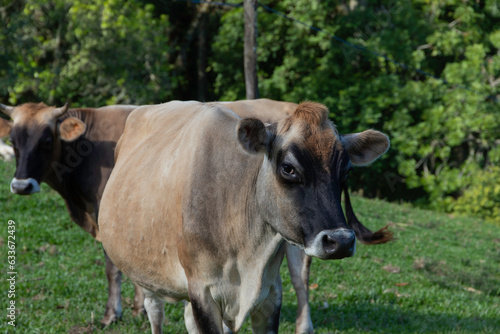 Cows on green grass in sunny day.