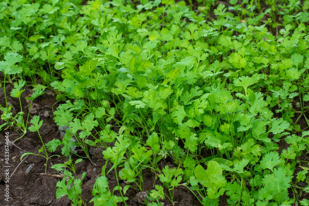 Close up fresh growing green coriander (cilantro) leaves in vegetable plot. green and fresh coriander plant (cilantro ) in growth the vegetable garden Close up fresh growing green coriander (cilantro) leaves in vegetable plot. green and fresh coriander plant (cilantro ) in growth the vegetable garden