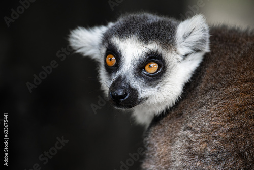 closeup of a ring tailed lemur © imphilip