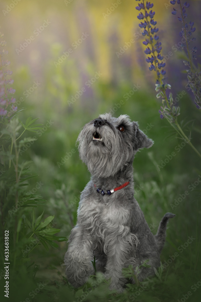 custom made wallpaper toronto digitalsmall schnauzer dog portrait in summer lupine field