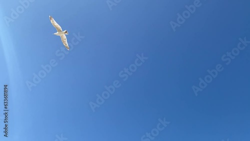 A seagull flies in the sky high above