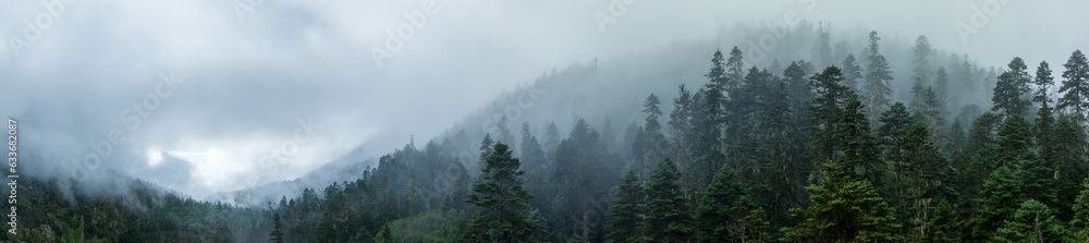 Beautiful foggy pine tree forest landscape in Sichuan,China