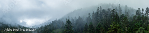 Beautiful foggy pine tree forest landscape in Sichuan,China
