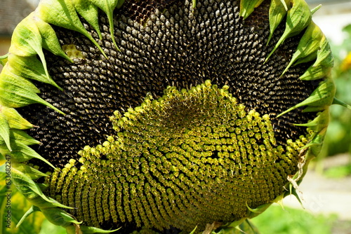 Sonnenblume mit vielen Kernen