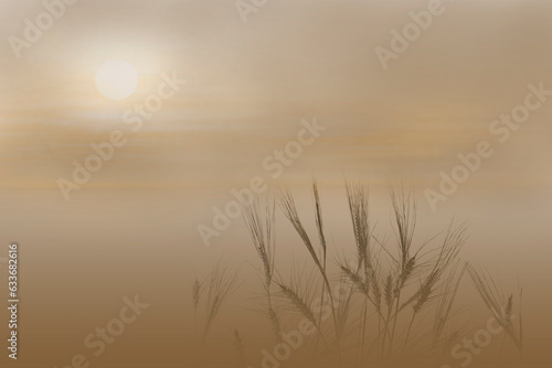 Foggy morning. The sun behind the haze illuminates the misty field. Dark spikelets of wheat on a light blurred background. Morning landscape.