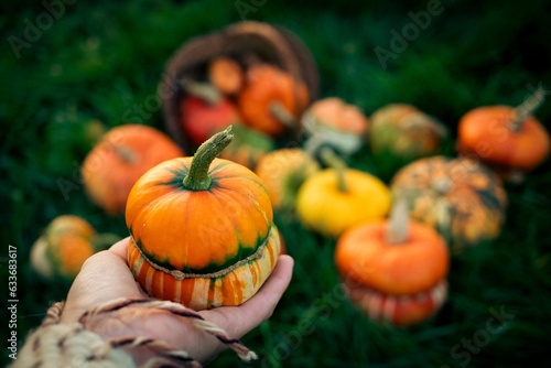 awoman holding autumn decorative pumpkins. Thanksgiving or Halloween holiday  harvest concept.