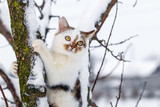 White spotted cat in a tree in winter