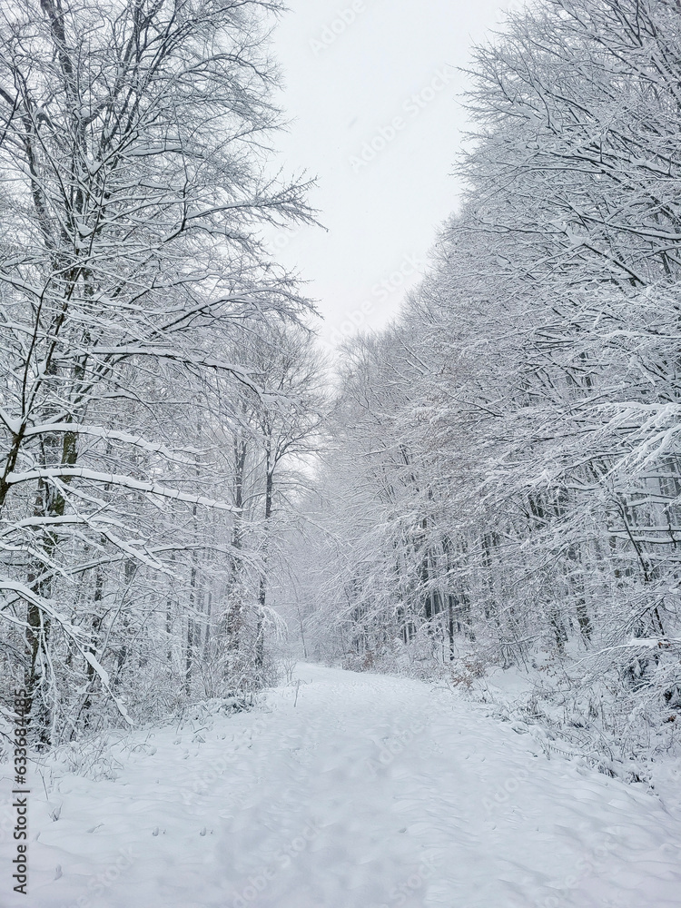 snow covered road