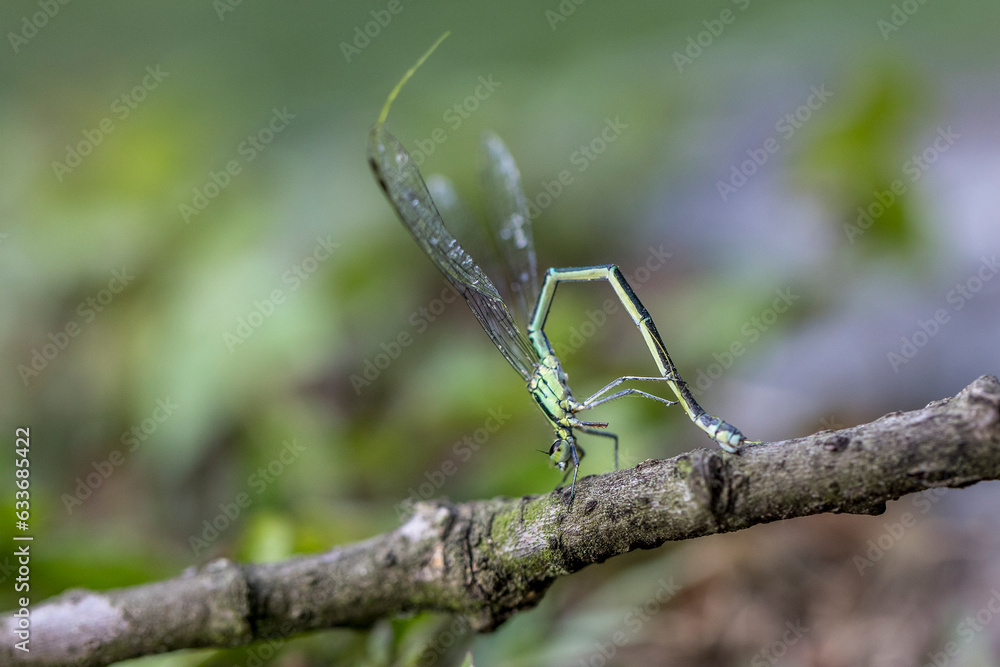 Dragonfly perched on a branch above the water
