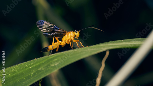 Details of a yellow wasp with blue wings perched on a grass. Joppa photo
