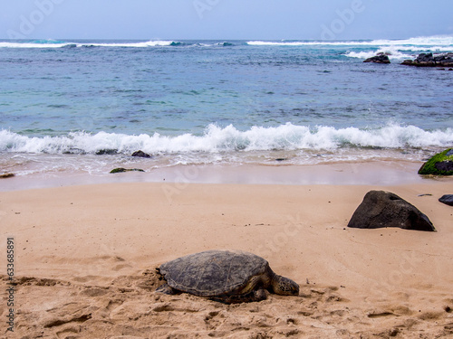 Turtle on Laniakea Beach in the north shore of the Hawaiian island of Oahu