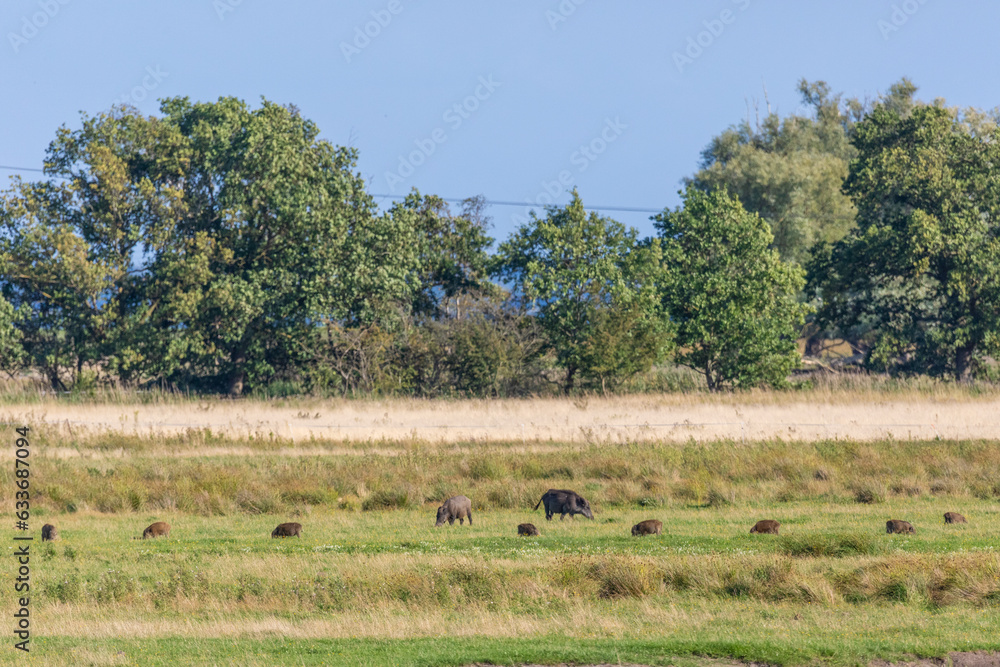 Familie Wildschwein, Bache mit Frischlingen auf einer Wiese bei Zingst an der Ostsee.
