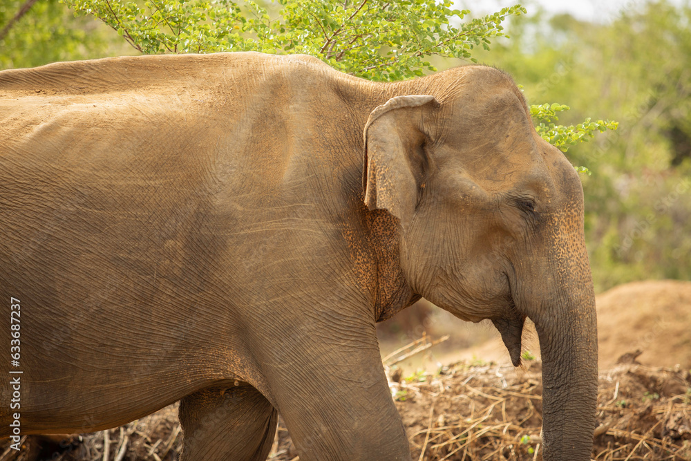 Fototapeta premium Elephant in Udawalawe National Park, Sri Lanka