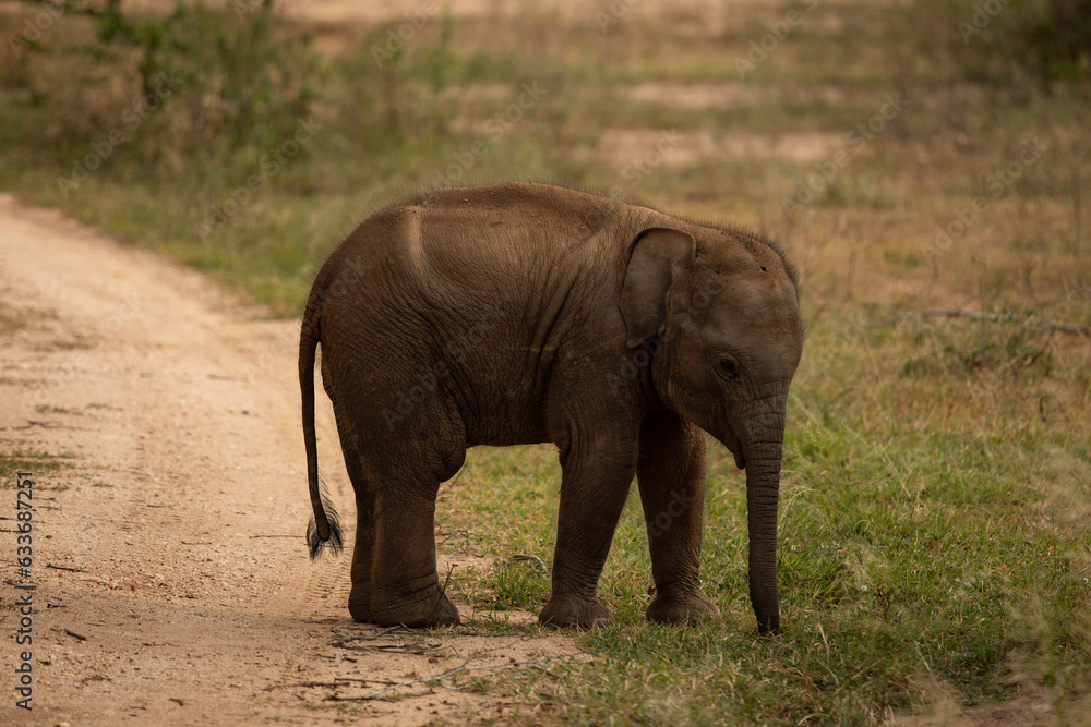 Fototapeta premium Elephant