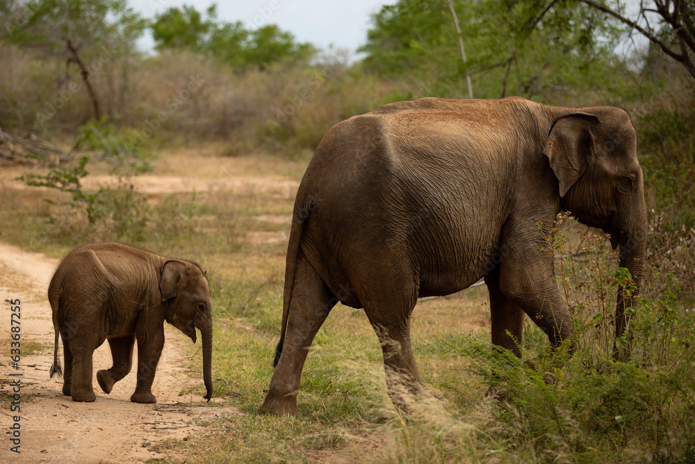 Elephant baby and mother