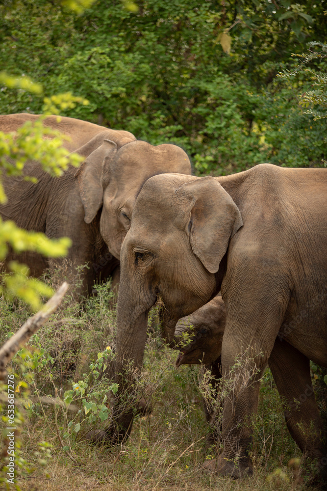 Fototapeta premium Elephant 