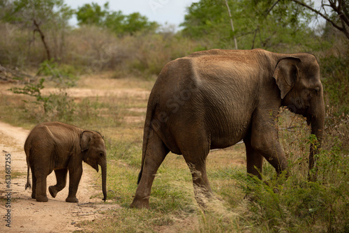 Elephant baby and mother
