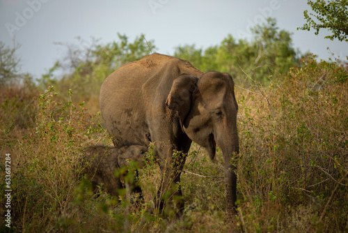 Elephant