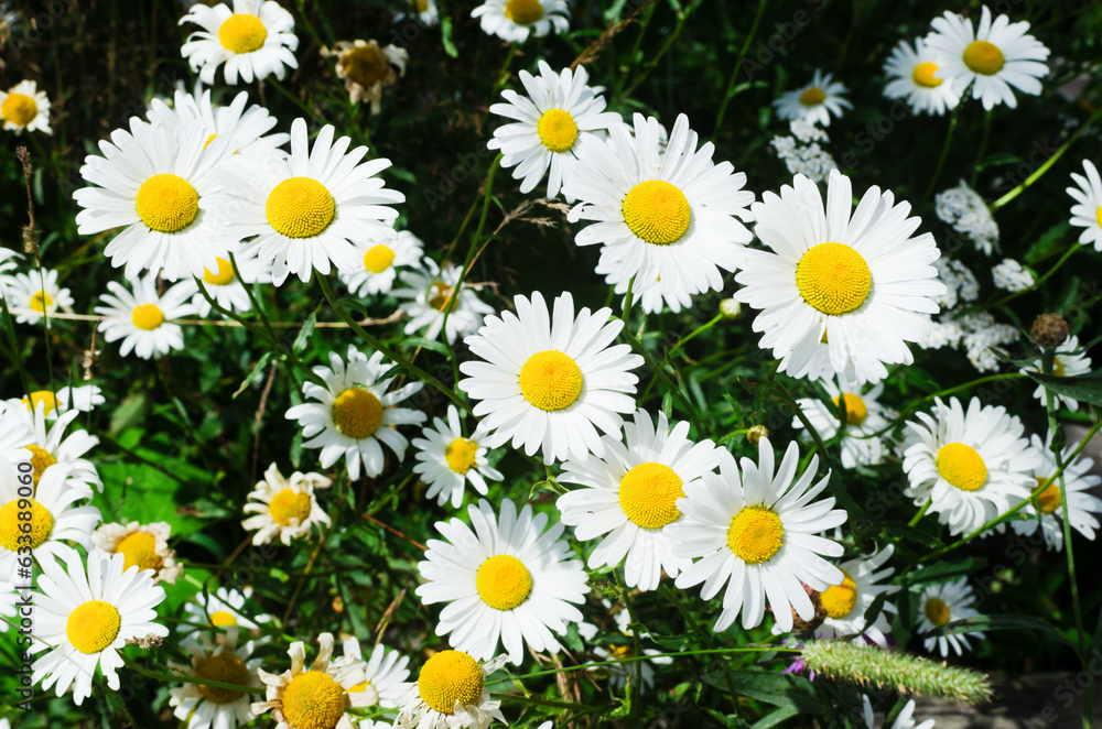 Fototapeta premium Bouquet of daisies in sunlight. Alternative medicine. Horizontal orientation. Wildlife concept. Selective focus.