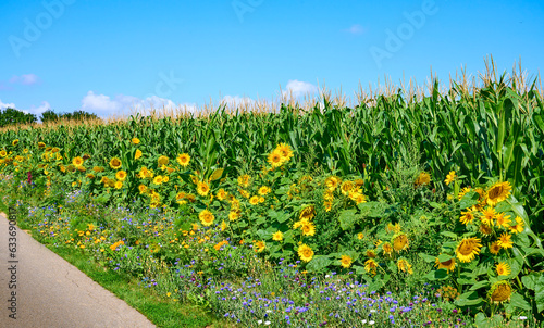 agricultural field with blo...