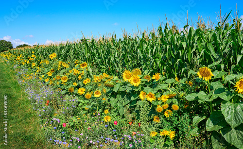 agricultural field with blo...