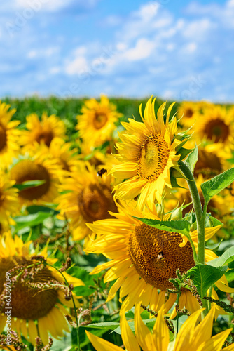 agricultural field with blo...