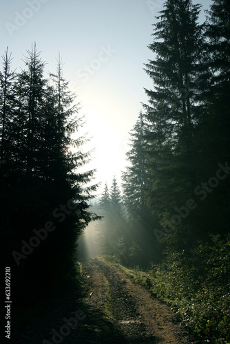 Christmas trees in the fog and penetrating rays © nas
