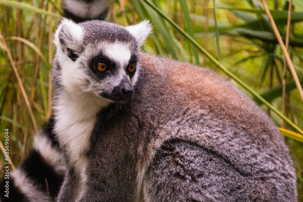 Fototapeta premium sitzender schöner Lemur
