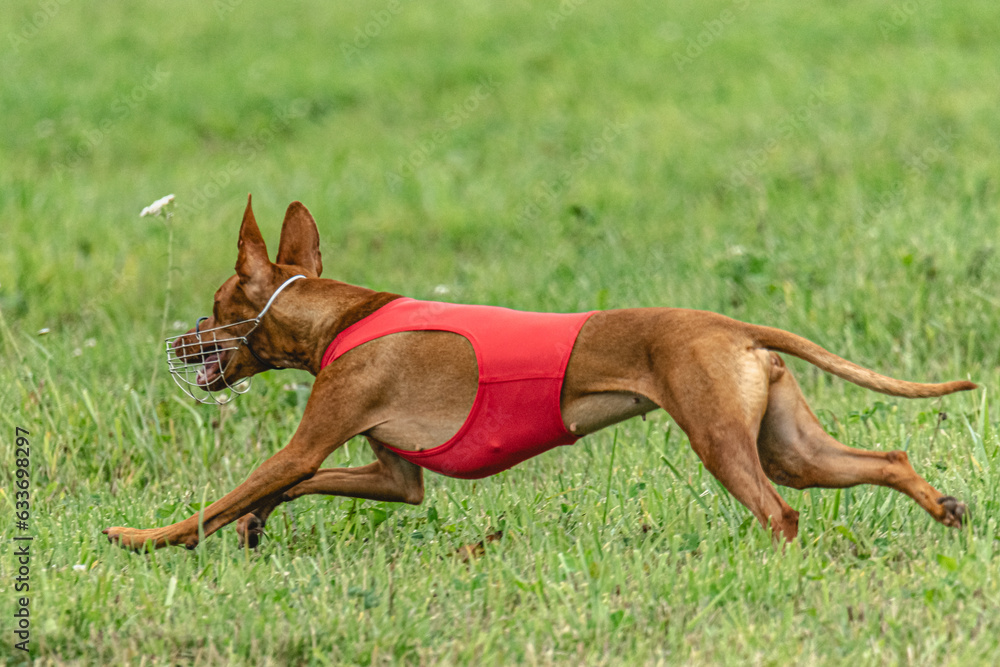 Cirneco dell etna dog running in red jacket on green field in summer