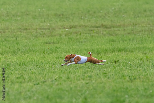 Basenji dog lure coursing competition on green field in summer