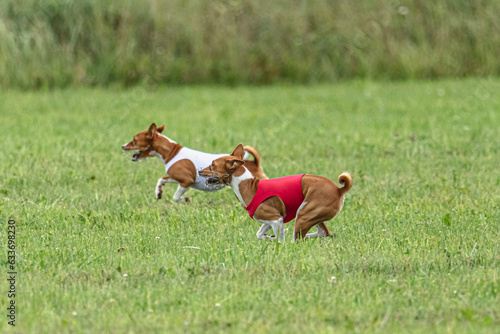 Two basenji dogs running in red and white jackets on green field in summer