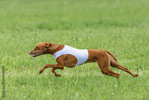 Cirneco  dell etna dog running in white jacket on green field in summer