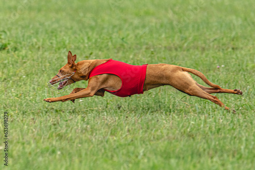 Cirneco dell etna dog running in red jacket on green field in summer