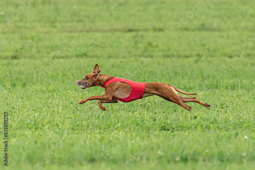 Cirneco dell etna dog running in red jacket on green field in summer © Aleksandr Tarlokov