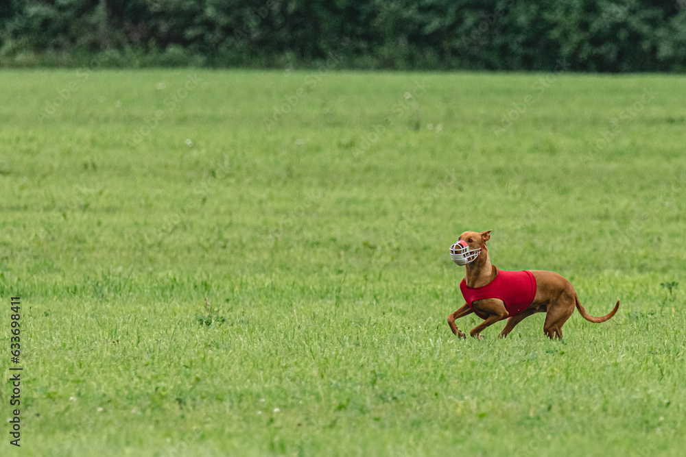 Pharaoh hound dog running in red jacket on green field in summer Pharaoh hound dog running in red jacket on green field in summer