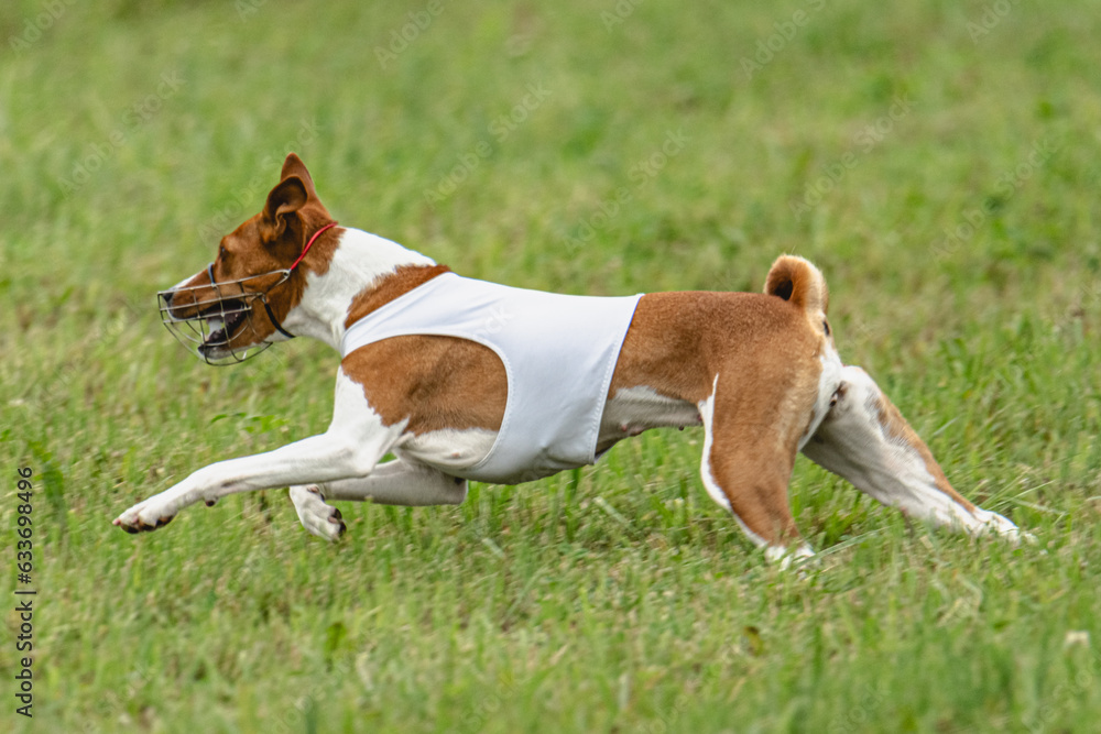 Basenji dog lure coursing competition on green field in summer