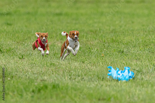 Two basenji dogs running in red and white jackets on green field in summer