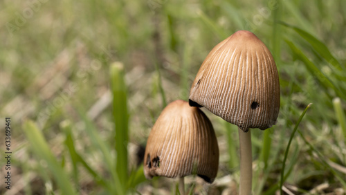 Unidentified toadstools on North Yorkshire smallholding woodland at 900ft. July 2023