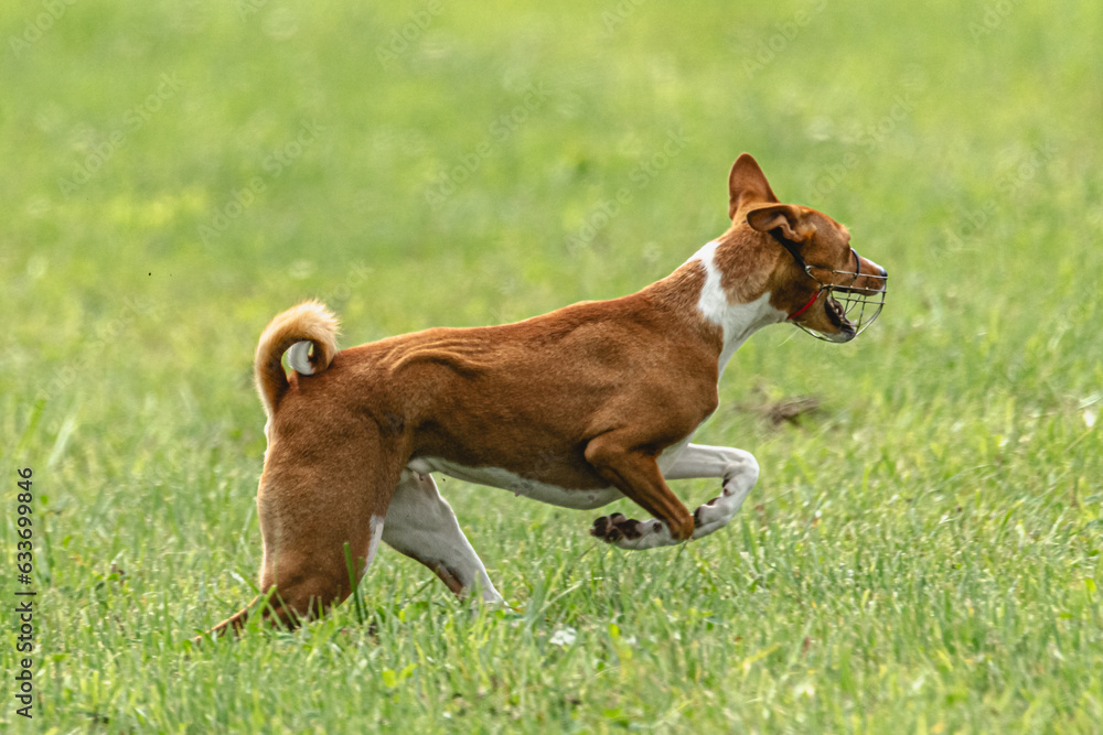 Basenji dog running qualification for lure coursing championship Basenji dog running qualification for lure coursing championship