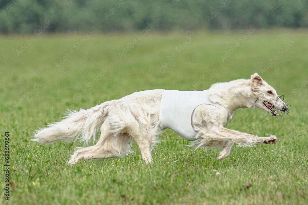 Borzoi dog training coursing runs across the field Borzoi dog training coursing runs across the field