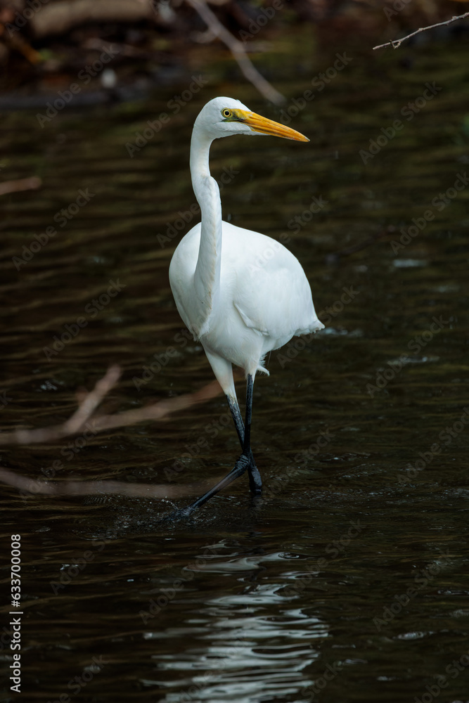 Great egret(Ardea alba) Great egret(Ardea alba)